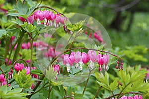 Many bright pink flowers Dicenters or Heart flowers beautiful Latin DicÃântra formÃÂsa against the backdrop of lush greenery in photo